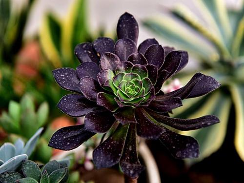 ŷ»׼202111ʱִӢŷЭ